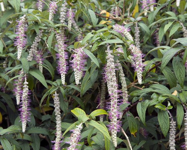 Rostrinucula dependens