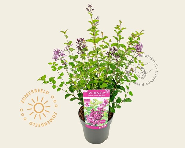 Syringa Bloomerang 'Dark purple'