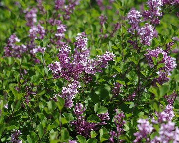 Syringa Bloomerang 'Dark purple'
