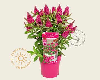 Buddleja Butterfly Candy 'Little Ruby'