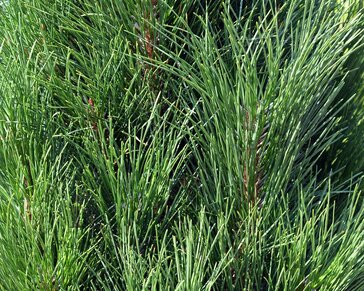 Pinus nigra 'Summer Breeze' - op stam
