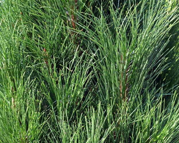 Pinus nigra 'Summer Breeze' - op stam