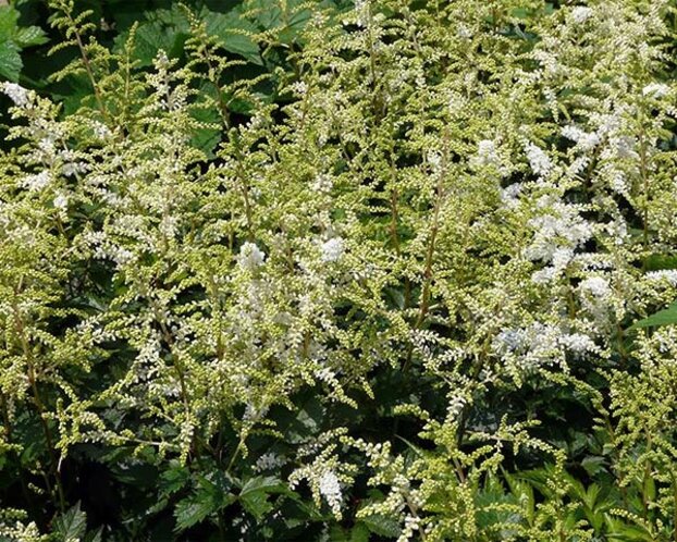 Astilbe japonica 'Deutschland'