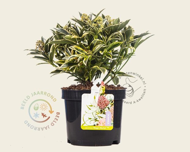 Skimmia japonica 'Magic Marlot'