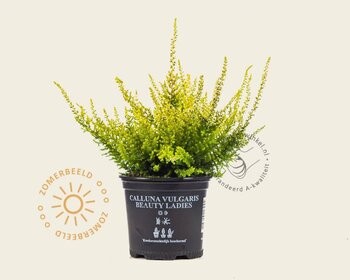 Calluna vulgaris 'Beauty Ladies Agneta' - Wit - Geel loof