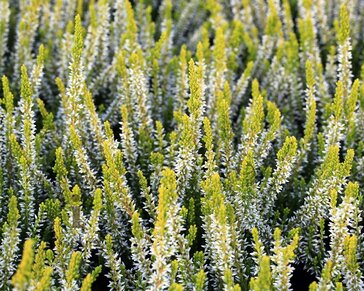 Calluna vulgaris 'Beauty Ladies Agneta' - Wit - Geel loof