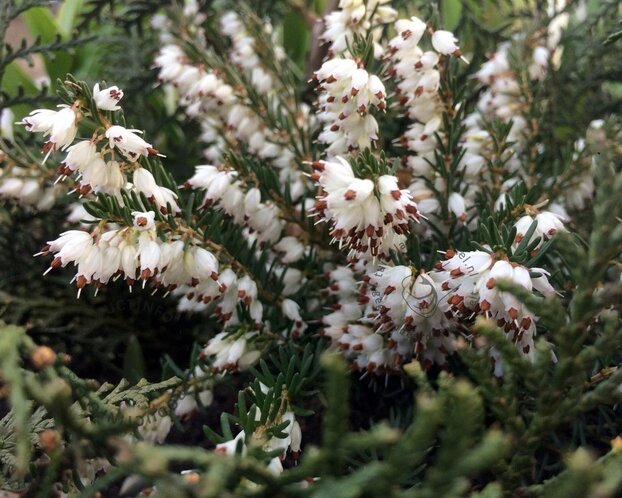 Erica darleyensis 'White Perfection'