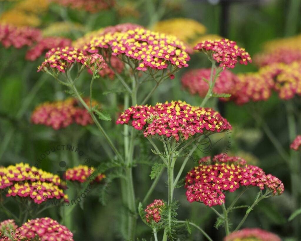 Achillea millefolium 'Paprika'