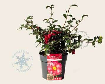 Camellia sasanqua 'Autumn Ruby' image