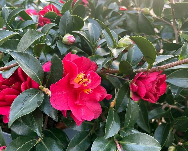 Camellica sasanqua 'Autumn Ruby'