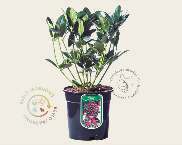 Skimmia japonica 'Olympic Flame'