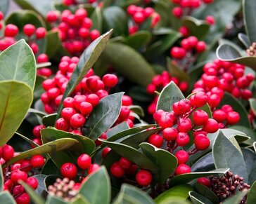 Skimmia japonica 'Olympic Flame'