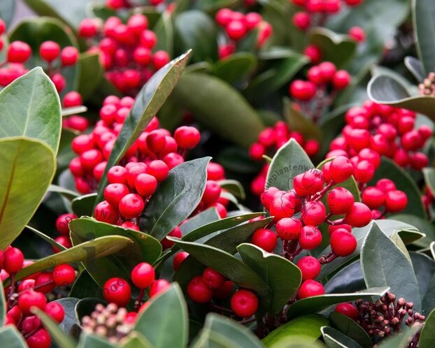 Skimmia japonica 'Olympic Flame'