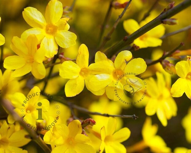 Jasminum nudiflorum