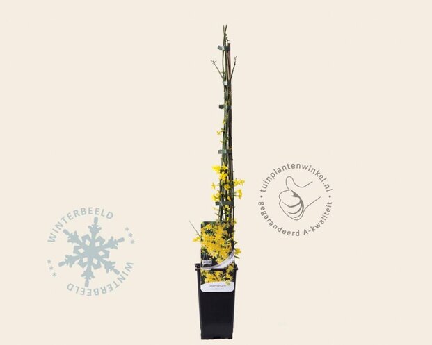 Jasminum nudiflorum