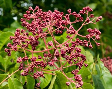 Tetradium daniellii