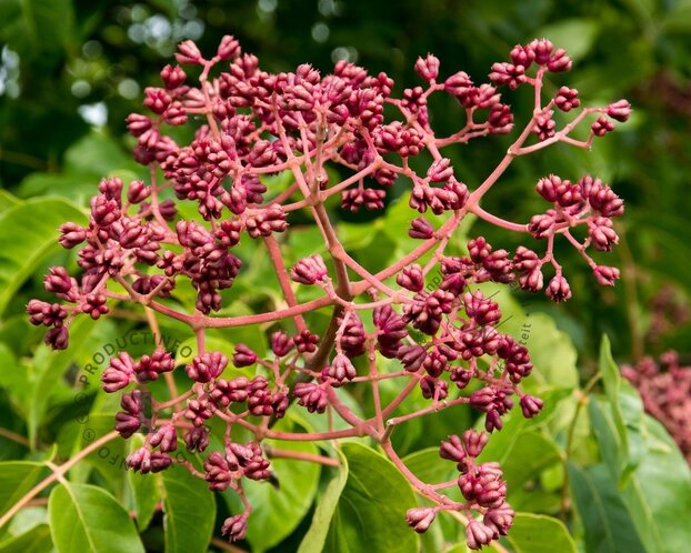 Tetradium daniellii