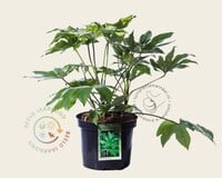 Fatsia japonica