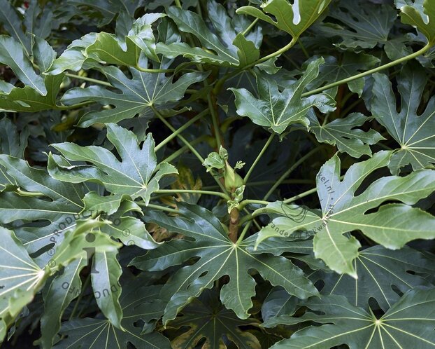 Fatsia japonica