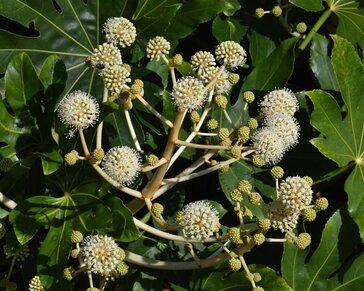 Fatsia japonica
