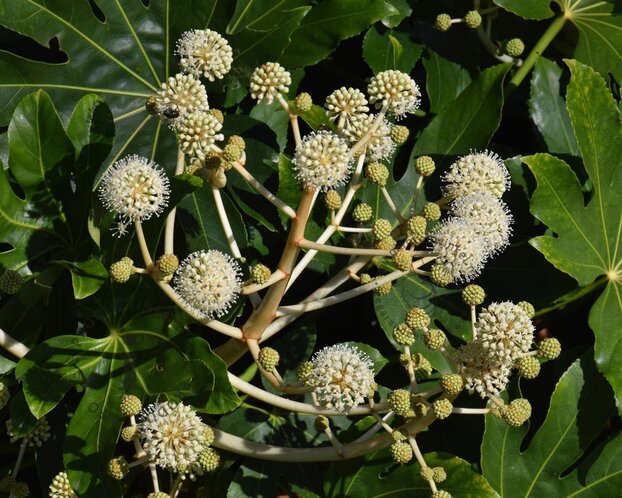 Fatsia japonica