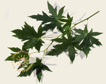 Liquidambar styraciflua 'Worplesdon'