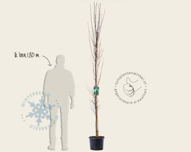 Carpinus betulus 'Fastigiata' - beveerd