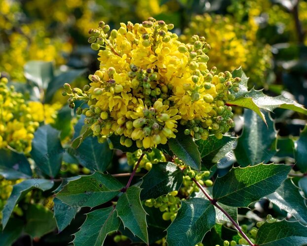Mahonia aquifolium 'Apollo'
