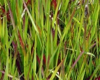 Imperata cylindrica 'Red Baron'