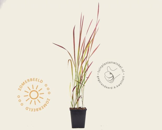 Imperata cylindrica 'Red Baron'
