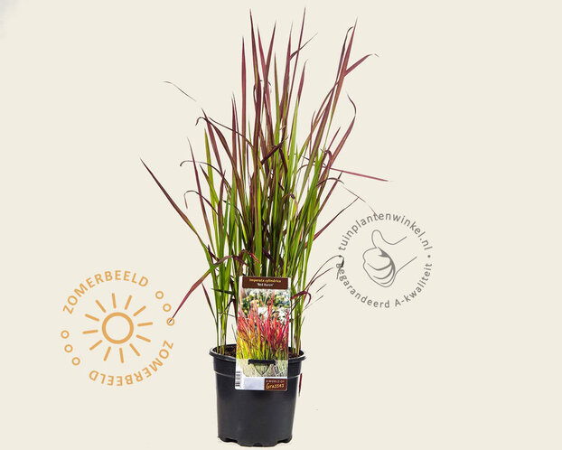 Imperata cylindrica 'Red Baron'
