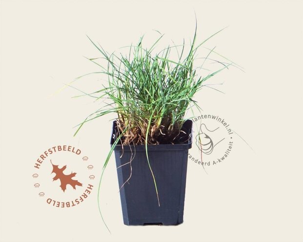 Koeleria glauca