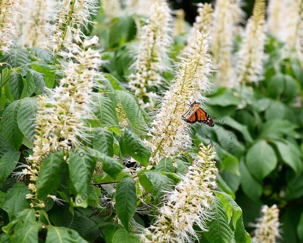 Clethra alnifolia