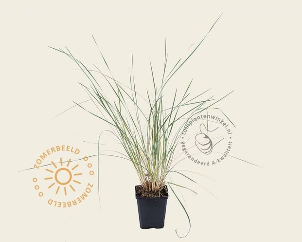 Helictotrichon sempervirens