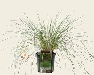 Helictotrichon sempervirens