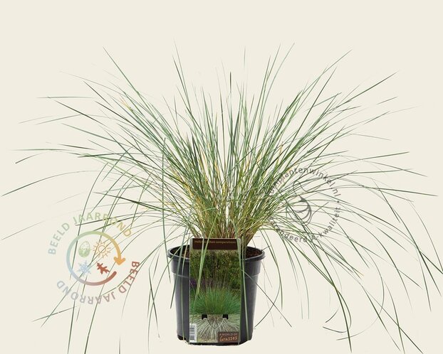 Helictotrichon sempervirens