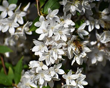 Deutzia gracilis