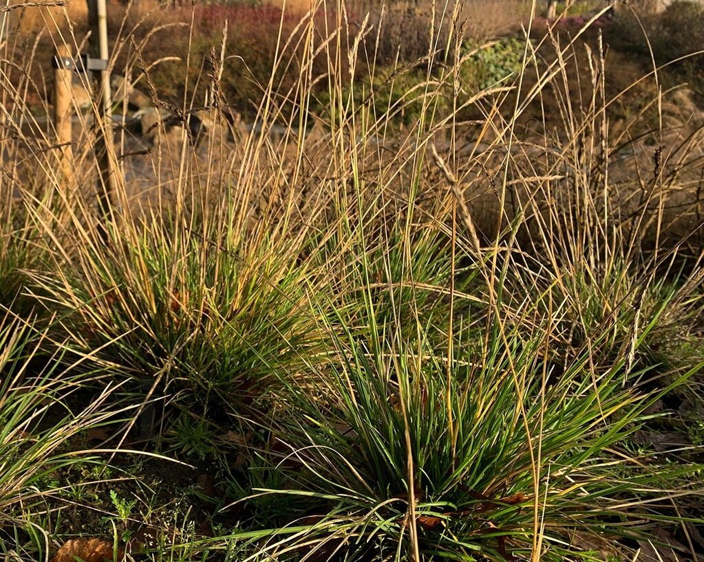 Sesleria autumnalis