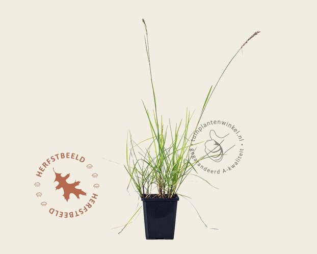 Sesleria autumnalis