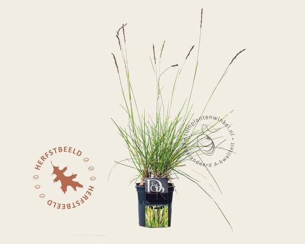 Sesleria autumnalis