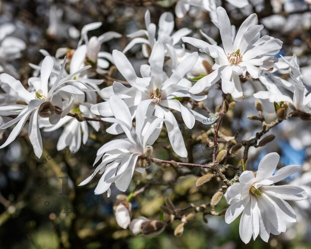 Magnolia stellata