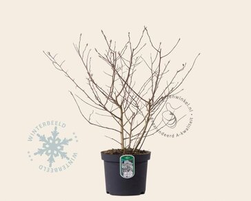 Magnolia stellata