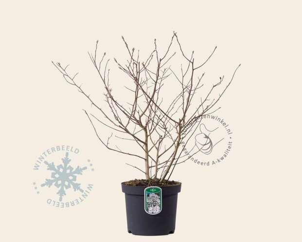 Magnolia stellata