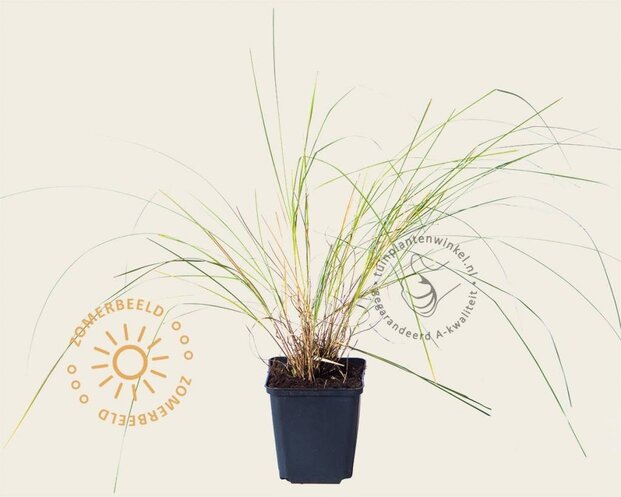 Sporobolus heterolepis