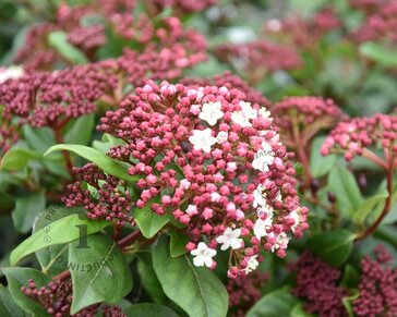 Viburnum tinus 'Gwenllian'