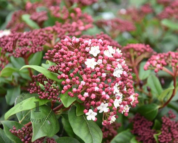 Viburnum tinus 'Gwenllian'