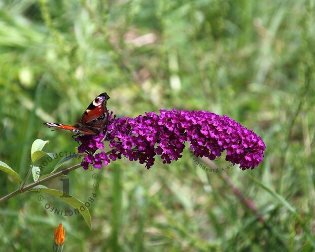 Buddleja davidii 'Royal Red'