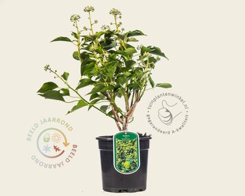 Hedera helix 'Arborescens' image