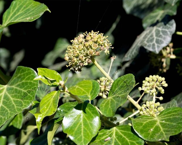 Hedera helix 'Arborescens'