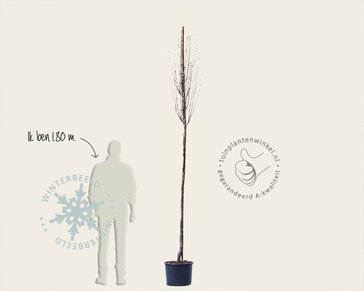 Amelanchier canadensis 'Rainbow Pillar' - hoogstam
